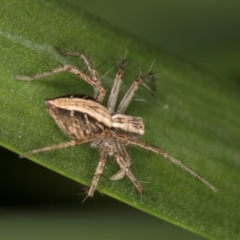 Oxyopes sp. (genus) at Melba, ACT - 15 Aug 2024 02:33 PM