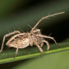 Oxyopes sp. (genus) at Melba, ACT - 15 Aug 2024 02:33 PM