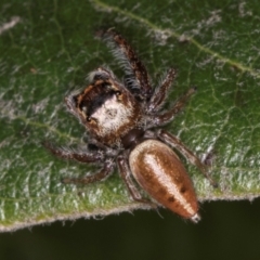 Opisthoncus grassator (Jumping spider) at Melba, ACT - 15 Aug 2024 by kasiaaus