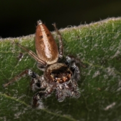 Opisthoncus grassator at Melba, ACT - 15 Aug 2024 02:35 PM