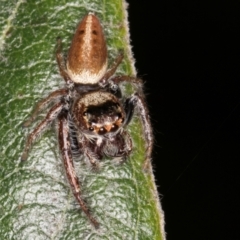 Opisthoncus grassator at Melba, ACT - 15 Aug 2024 02:35 PM