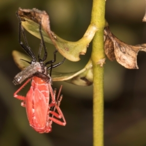 Leptocoris mitellatus at Melba, ACT - 15 Aug 2024