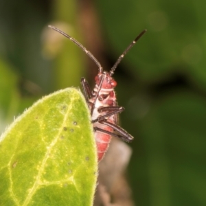 Leptocoris mitellatus at Melba, ACT - 15 Aug 2024