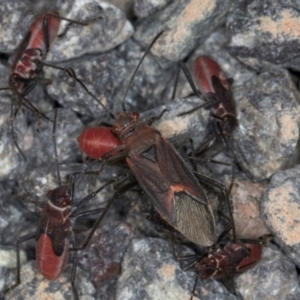 Leptocoris mitellatus at Melba, ACT - 15 Aug 2024