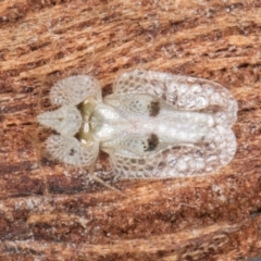 Corythucha ciliata (Sycamore Lace Bug) at Flynn, ACT - 15 Aug 2024 by kasiaaus