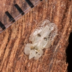 Corythucha ciliata at Flynn, ACT - 15 Aug 2024