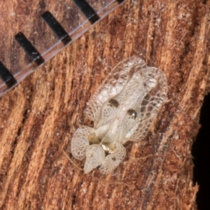 Corythucha ciliata at Flynn, ACT - 15 Aug 2024