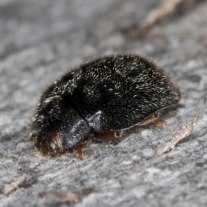 Coccinellidae (family) at Melba, ACT - 15 Aug 2024 03:06 PM