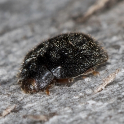 Coccinellidae (family) (Unidentified lady beetle) at Melba, ACT - 15 Aug 2024 by kasiaaus