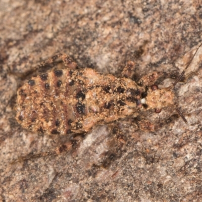 Aradidae sp. (family) at Melba, ACT - 15 Aug 2024 by kasiaaus