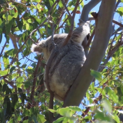 Phascolarctos cinereus (Koala) at Horseshoe Bay, QLD - 16 Aug 2024 by lbradley