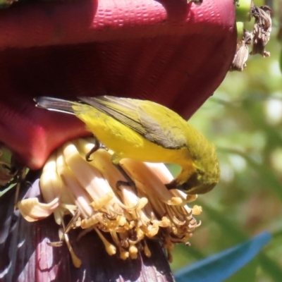 Cinnyris frenatus (Sahul Sunbird) at Horseshoe Bay, QLD - 16 Aug 2024 by lbradley