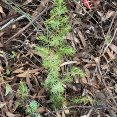 Juniperus communis (Juniper) at Jerrabomberra, NSW - 16 Aug 2024 by SteveBorkowskis