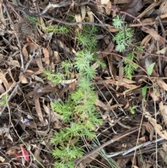 Juniperus communis at Jerrabomberra, NSW - 16 Aug 2024 03:17 PM