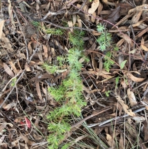 Juniperus communis at Jerrabomberra, NSW - 16 Aug 2024 03:17 PM