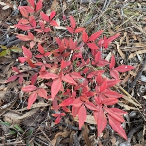 Nandina domestica at Jerrabomberra, NSW - 16 Aug 2024