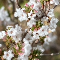 Styphelia attenuata (Small-leaved Beard Heath) at Jerrabomberra, NSW - 16 Aug 2024 by SteveBorkowskis