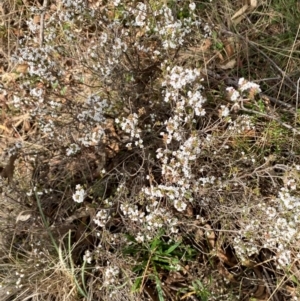 Styphelia attenuata at Jerrabomberra, NSW - 16 Aug 2024