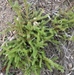 Grevillea alpina (Mountain Grevillea / Cat's Claws Grevillea) at Jerrabomberra, NSW - 16 Aug 2024 by SteveBorkowskis