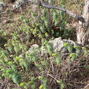 Euphorbia characias at Jerrabomberra, NSW - 16 Aug 2024 02:54 PM