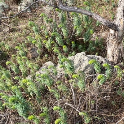 Euphorbia characias (Mediterranean Spurge) at Jerrabomberra, NSW - 16 Aug 2024 by SteveBorkowskis