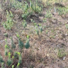 Euphorbia characias at Jerrabomberra, NSW - 16 Aug 2024 02:54 PM