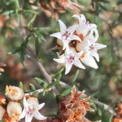 Cryptandra speciosa subsp. speciosa (Silky Cryptandra) at Jerrabomberra, NSW - 16 Aug 2024 by SteveBorkowskis