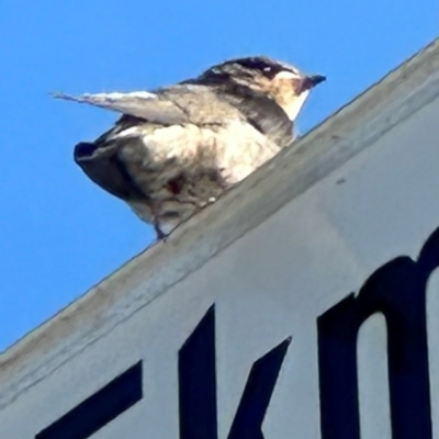 Hirundo neoxena (Welcome Swallow) at Nelly Bay, QLD - 16 Aug 2024 by lbradley