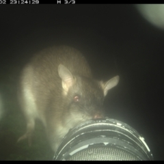 Perameles nasuta (Long-nosed Bandicoot) at Allworth, NSW - 2 Jun 2024 by JamesLandholder