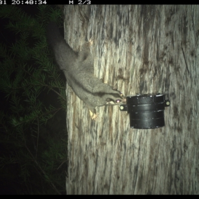 Petaurus norfolcensis (Squirrel Glider) at Allworth, NSW - 31 May 2024 by JamesLandholder