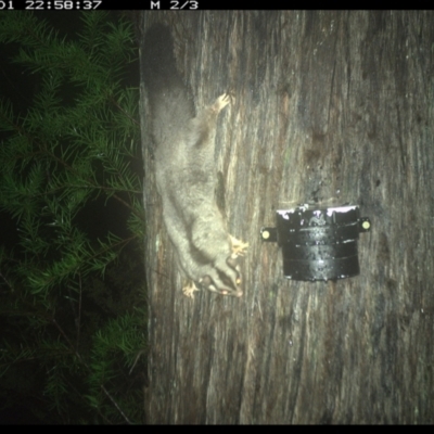 Petaurus norfolcensis (Squirrel Glider) at Allworth, NSW - 1 Jun 2024 by JamesLandholder