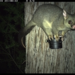 Trichosurus vulpecula (Common Brushtail Possum) at Allworth, NSW - 3 Jun 2024 by JamesLandholder