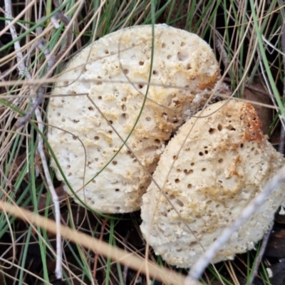 Laetiporus portentosus (White Punk) at Goulburn, NSW - 16 Aug 2024 by trevorpreston