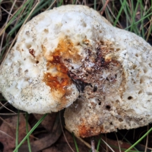 Laetiporus portentosus at Goulburn, NSW - 16 Aug 2024