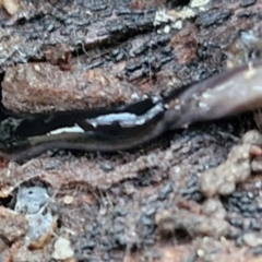 Parakontikia ventrolineata (Stripe-bellied flatworm) at Goulburn, NSW - 16 Aug 2024 by trevorpreston