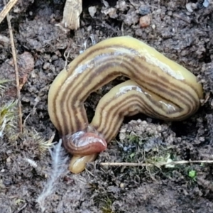 Fletchamia quinquelineata at Goulburn, NSW - 16 Aug 2024