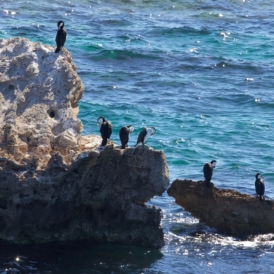 Phalacrocorax varius (Pied Cormorant) at Rottnest Island, WA - 26 Apr 2024 by jb2602