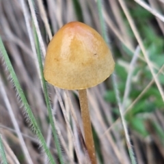 Protostropharia semiglobata at Goulburn, NSW - 16 Aug 2024 by trevorpreston