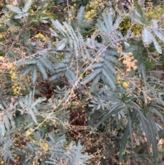 Acacia baileyana x Acacia dealbata (Cootamundra Wattle x Silver Wattle (Hybrid)) at Hackett, ACT - 16 Aug 2024 by waltraud