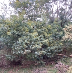 Acacia baileyana x Acacia dealbata at Hackett, ACT - 16 Aug 2024