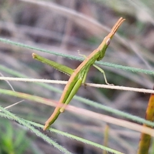 Keyacris scurra at Goulburn, NSW - 16 Aug 2024 04:45 PM