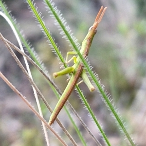 Keyacris scurra at Goulburn, NSW - 16 Aug 2024 04:45 PM