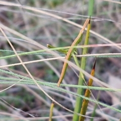 Keyacris scurra at Goulburn, NSW - 16 Aug 2024 04:45 PM