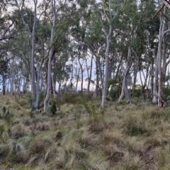 Keyacris scurra at Goulburn, NSW - 16 Aug 2024 04:45 PM