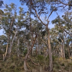 Eucalyptus macrorhyncha subsp. macrorhyncha (Red Stringybark) at Goulburn, NSW - 16 Aug 2024 by trevorpreston