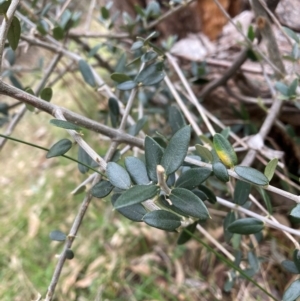 Olea europaea subsp. cuspidata at Hackett, ACT - 16 Aug 2024