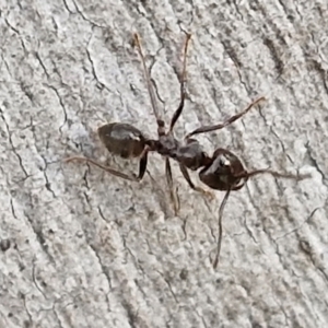 Notoncus sp. (genus) at Goulburn, NSW - 16 Aug 2024 04:32 PM