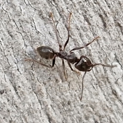 Notoncus sp. (genus) (A Notoncus ant) at Goulburn, NSW - 16 Aug 2024 by trevorpreston