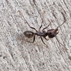 Notoncus sp. (genus) at Goulburn, NSW - 16 Aug 2024