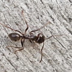 Notoncus sp. (genus) at Goulburn, NSW - 16 Aug 2024 04:32 PM